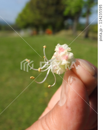 手に持ったトチノキの花 114235595