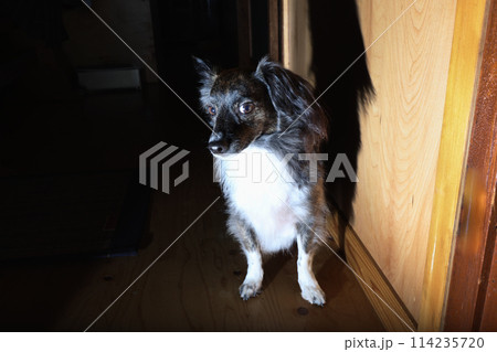 夜の家を守る番犬 夜の家を守る番犬 114235720