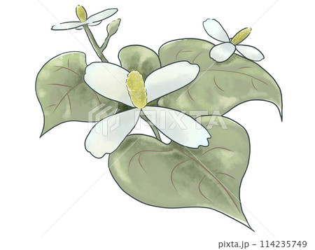 ドクダミの花 114235749