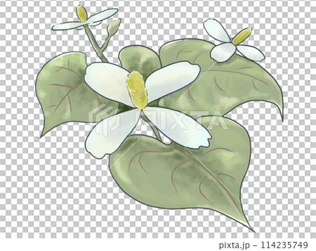 ドクダミの花 114235749