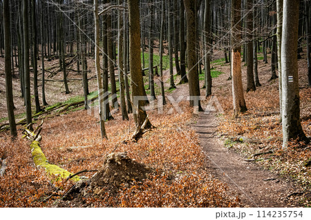 Little Carpathians scenery, Slovakia, seasonal natural scene Little Carpathians scenery, Slovakia, seasonal natural scene 114235754