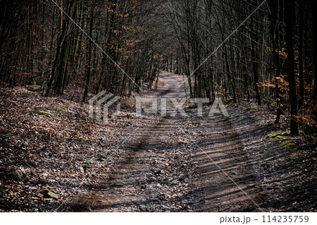 Forest near Nova Bana, Slovakia, seasonal natural scene Forest near Nova Bana, Slovakia, seasonal natural scene 114235759