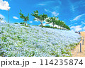 青空とネモフィラ畑 114235874