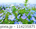 元気なネモフィラ 114235875