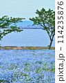 湖畔に咲くネモフィラ 114235876