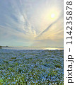 ネモフィラの花が咲き誇るシーサイドの風景 114235878