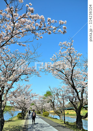 水戸市千波公園の桜の下でジョギングをする様子 水戸市千波公園の桜の下でジョギングをする様子 114236104