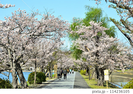 水戸市千波公園の桜の下でジョギングをする様子 水戸市千波公園の桜の下でジョギングをする様子 114236105