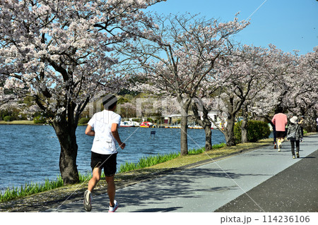 水戸市千波公園の桜の下でジョギングをする様子 水戸市千波公園の桜の下でジョギングをする様子 114236106