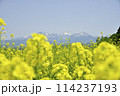 菜の花畑と残雪の山並み 114237193