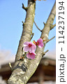 桜の主張 114237194