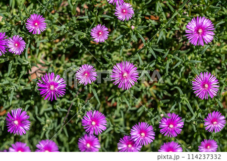 松葉菊_横 114237332