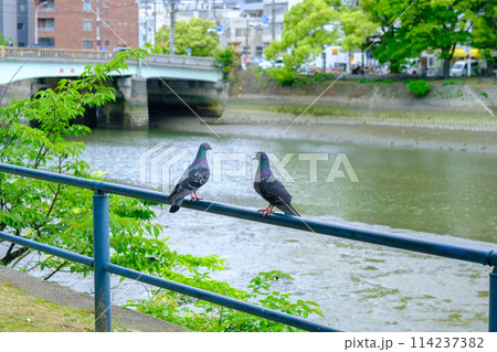 広島_荒神橋_鳩2_横 広島_荒神橋_鳩2_横 114237382