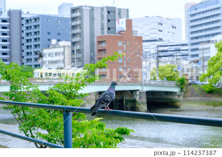 広島_荒神橋_路面電車_鳩1_横 広島_荒神橋_路面電車_鳩1_横 114237387