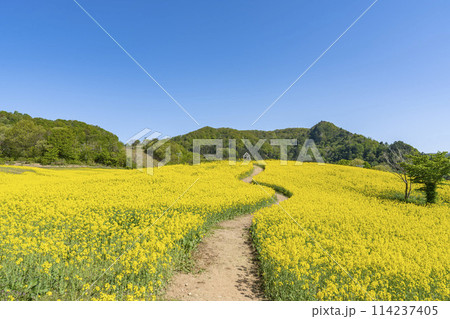 春（初夏）の三ノ倉高原(スキー場)菜の花畑　福島県喜多方市 114237405