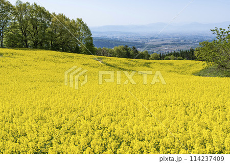 春（初夏）の三ノ倉高原(スキー場)菜の花畑　福島県喜多方市 114237409