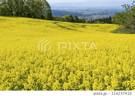 春（初夏）の三ノ倉高原(スキー場)菜の花畑　福島県喜多方市 114237410
