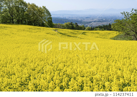 春（初夏）の三ノ倉高原(スキー場)菜の花畑　福島県喜多方市 114237411