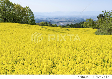 春（初夏）の三ノ倉高原(スキー場)菜の花畑　福島県喜多方市 114237412