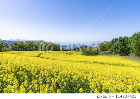 春(初夏)の三ノ倉高原(スキー場)菜の花畑 福島県喜多方市 春(初夏)の三ノ倉高原(スキー場)菜の花畑 福島県喜多方市 114237423