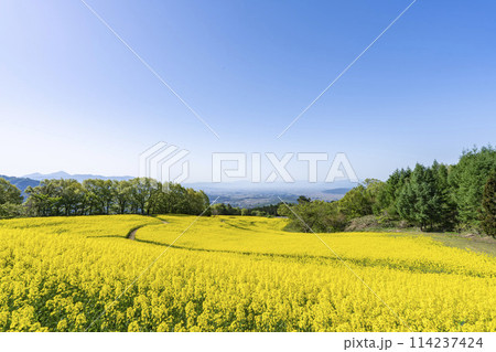春(初夏)の三ノ倉高原(スキー場)菜の花畑 福島県喜多方市 春(初夏)の三ノ倉高原(スキー場)菜の花畑 福島県喜多方市 114237424