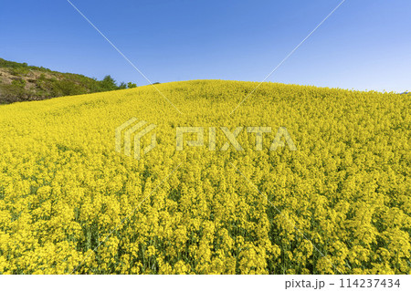 春（初夏）の三ノ倉高原(スキー場)菜の花畑　福島県喜多方市 114237434
