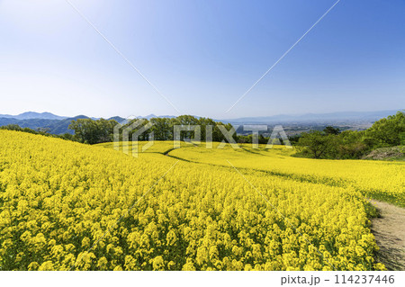 春（初夏）の三ノ倉高原(スキー場)菜の花畑　福島県喜多方市 114237446