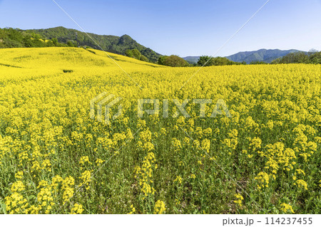 春(初夏)の三ノ倉高原(スキー場)菜の花畑 福島県喜多方市 春(初夏)の三ノ倉高原(スキー場)菜の花畑 福島県喜多方市 114237455