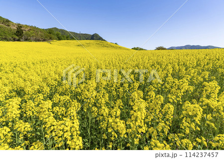 春（初夏）の三ノ倉高原(スキー場)菜の花畑　福島県喜多方市 114237457