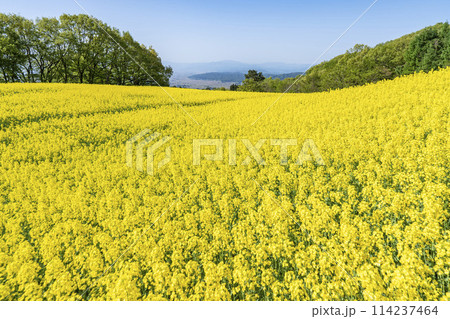 春(初夏)の三ノ倉高原(スキー場)菜の花畑 福島県喜多方市 春(初夏)の三ノ倉高原(スキー場)菜の花畑 福島県喜多方市 114237464
