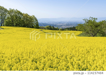 春（初夏）の三ノ倉高原(スキー場)菜の花畑　福島県喜多方市 114237484