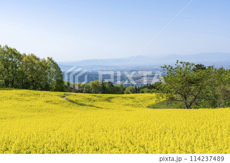 春(初夏)の三ノ倉高原(スキー場)菜の花畑 福島県喜多方市 春(初夏)の三ノ倉高原(スキー場)菜の花畑 福島県喜多方市 114237489