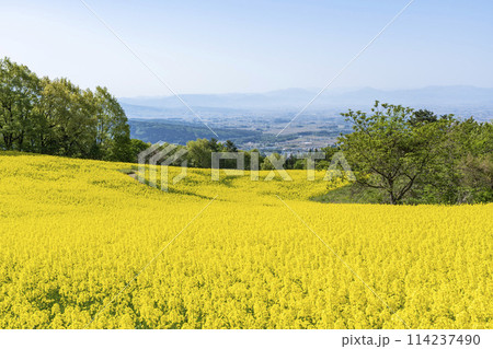 春（初夏）の三ノ倉高原(スキー場)菜の花畑　福島県喜多方市 114237490
