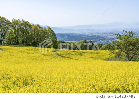 春(初夏)の三ノ倉高原(スキー場)菜の花畑 福島県喜多方市 春(初夏)の三ノ倉高原(スキー場)菜の花畑 福島県喜多方市 114237495