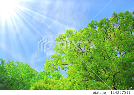 太陽に照らされる爽やかな新緑 114237511
