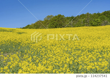 春（初夏）の三ノ倉高原(スキー場)菜の花畑　福島県喜多方市 114237541