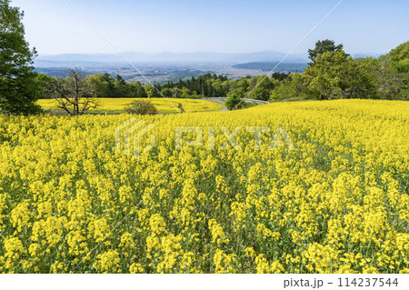 春(初夏)の三ノ倉高原(スキー場)菜の花畑 福島県喜多方市 春(初夏)の三ノ倉高原(スキー場)菜の花畑 福島県喜多方市 114237544