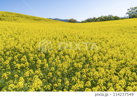 春(初夏)の三ノ倉高原(スキー場)菜の花畑 福島県喜多方市 春(初夏)の三ノ倉高原(スキー場)菜の花畑 福島県喜多方市 114237549