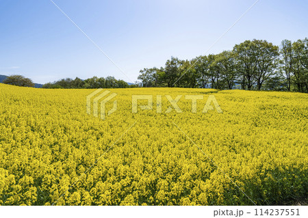 春（初夏）の三ノ倉高原(スキー場)菜の花畑　福島県喜多方市 114237551