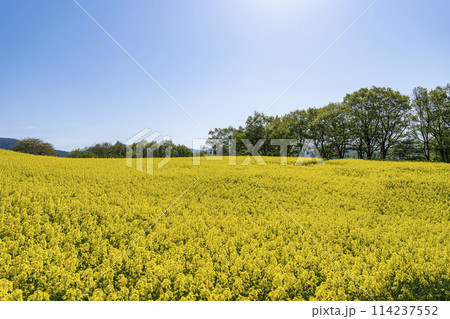 春（初夏）の三ノ倉高原(スキー場)菜の花畑　福島県喜多方市 114237552