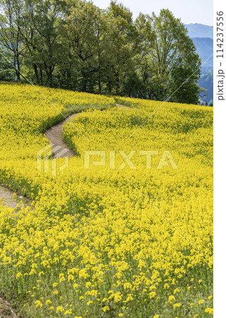 春(初夏)の三ノ倉高原(スキー場)菜の花畑 福島県喜多方市 春(初夏)の三ノ倉高原(スキー場)菜の花畑 福島県喜多方市 114237556
