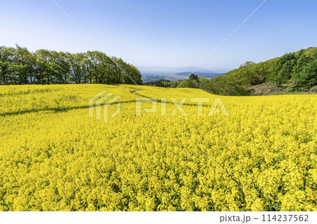 春（初夏）の三ノ倉高原(スキー場)菜の花畑　福島県喜多方市 114237562