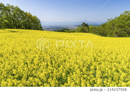 春(初夏)の三ノ倉高原(スキー場)菜の花畑 福島県喜多方市 春(初夏)の三ノ倉高原(スキー場)菜の花畑 福島県喜多方市 114237568