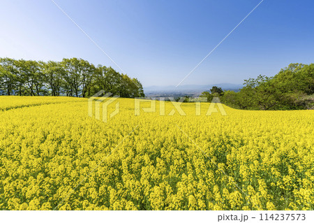 春（初夏）の三ノ倉高原(スキー場)菜の花畑　福島県喜多方市 114237573