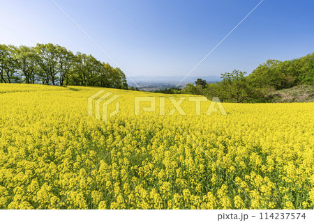 春(初夏)の三ノ倉高原(スキー場)菜の花畑 福島県喜多方市 春(初夏)の三ノ倉高原(スキー場)菜の花畑 福島県喜多方市 114237574