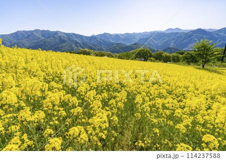 春(初夏)の三ノ倉高原(スキー場)菜の花畑 福島県喜多方市 春(初夏)の三ノ倉高原(スキー場)菜の花畑 福島県喜多方市 114237588