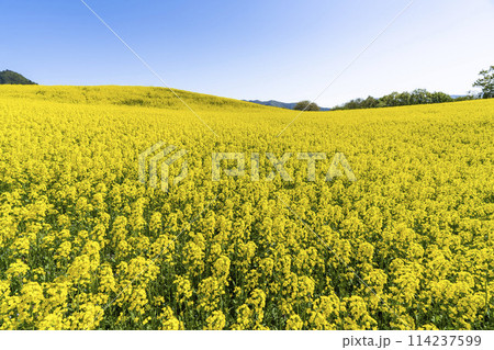春(初夏)の三ノ倉高原(スキー場)菜の花畑 福島県喜多方市 春(初夏)の三ノ倉高原(スキー場)菜の花畑 福島県喜多方市 114237599