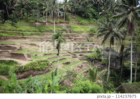 棚田　ライステラス 114237675