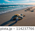 砂浜に打ち上げられた海亀 114237766