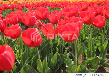 ~チューリップ~ ◦◦◦◦ Red tulips ◦◦◦◦ ~チューリップ~ ◦◦◦◦ Red tulips ◦◦◦◦ 114237820